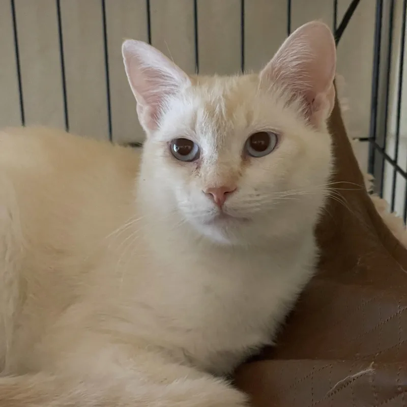 An adult medium-sized female Cream / Ivory Domestic Short Hair cat named Pearlmelia ORT for adoption in Missouri City, TX