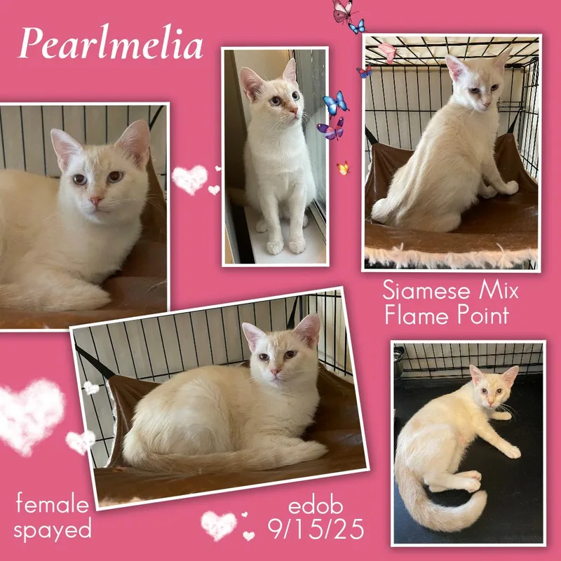 Pearlmelia ORT thumbnail 5