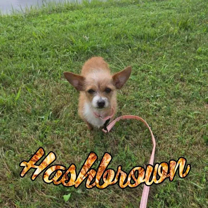 An adult small-sized female Terrier dog named Hashbrown for adoption in Hillsboro, OH