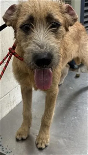 A young medium-sized male Tibetan Terrier dog named Hachi for adoption in San Bernardino, CA