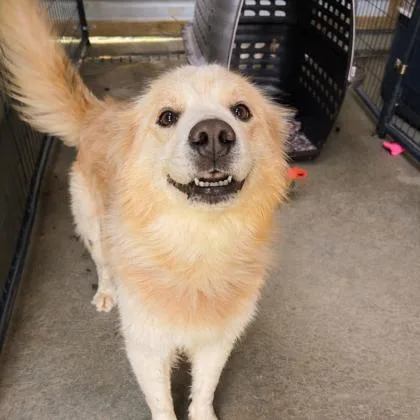 An adult large-sized male Golden Retriever dog named Beethoven for adoption in Morton Grove, IL