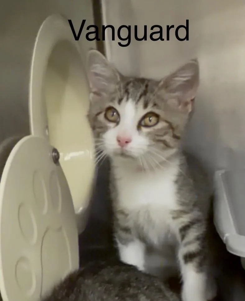 Vanguard