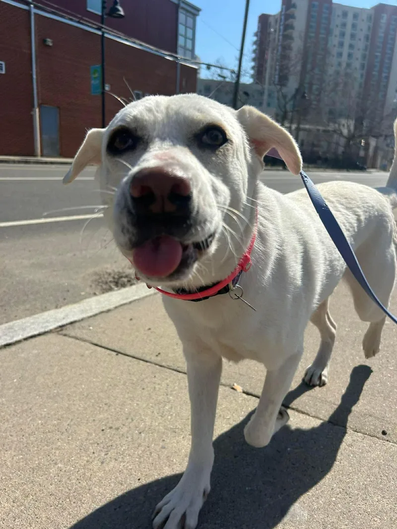 An adult medium-sized female Mixed Breed dog named Bunny for adoption in Stamford, CT