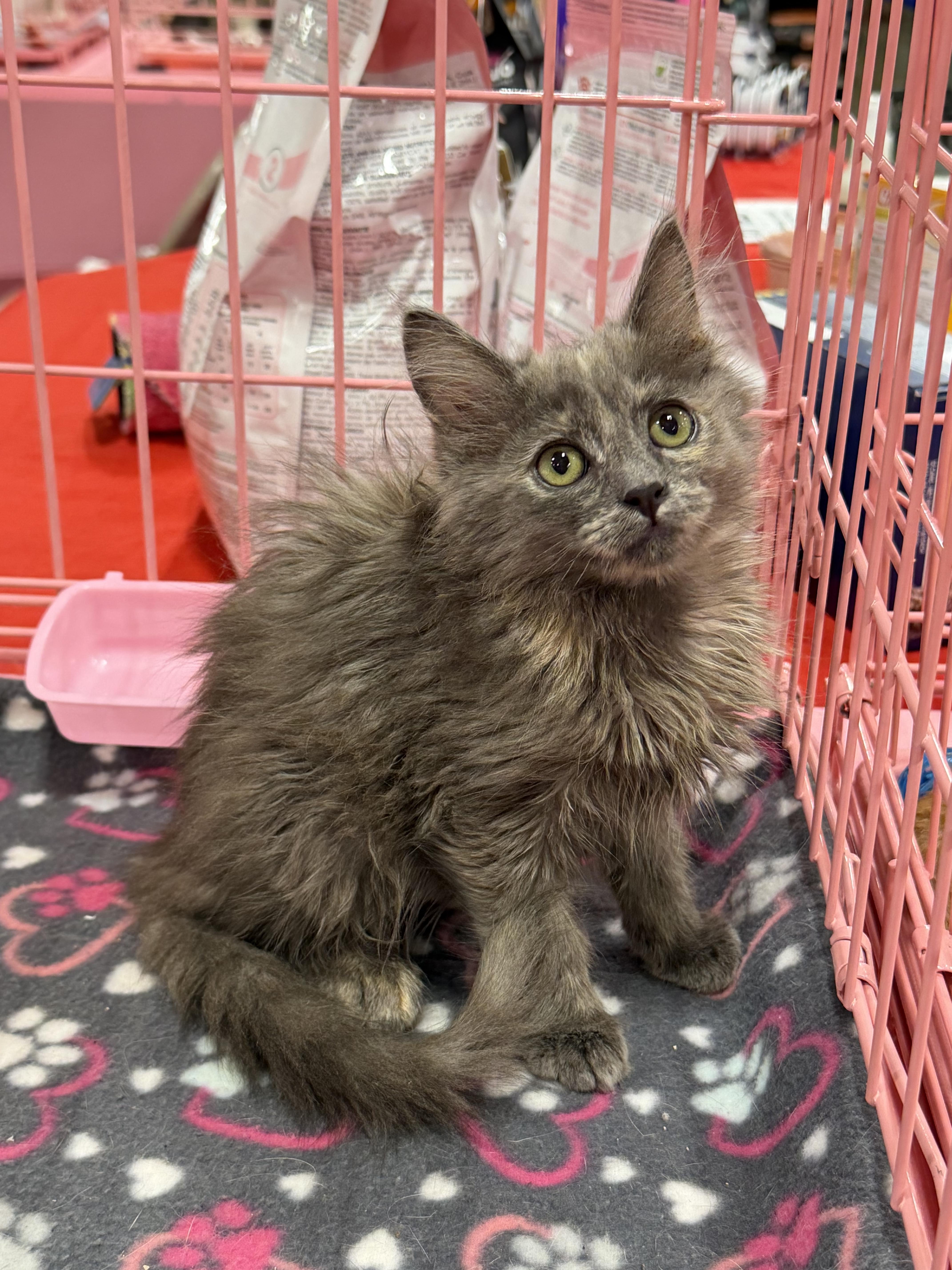 Ginnys Fluffy Tortie thumbnail 2