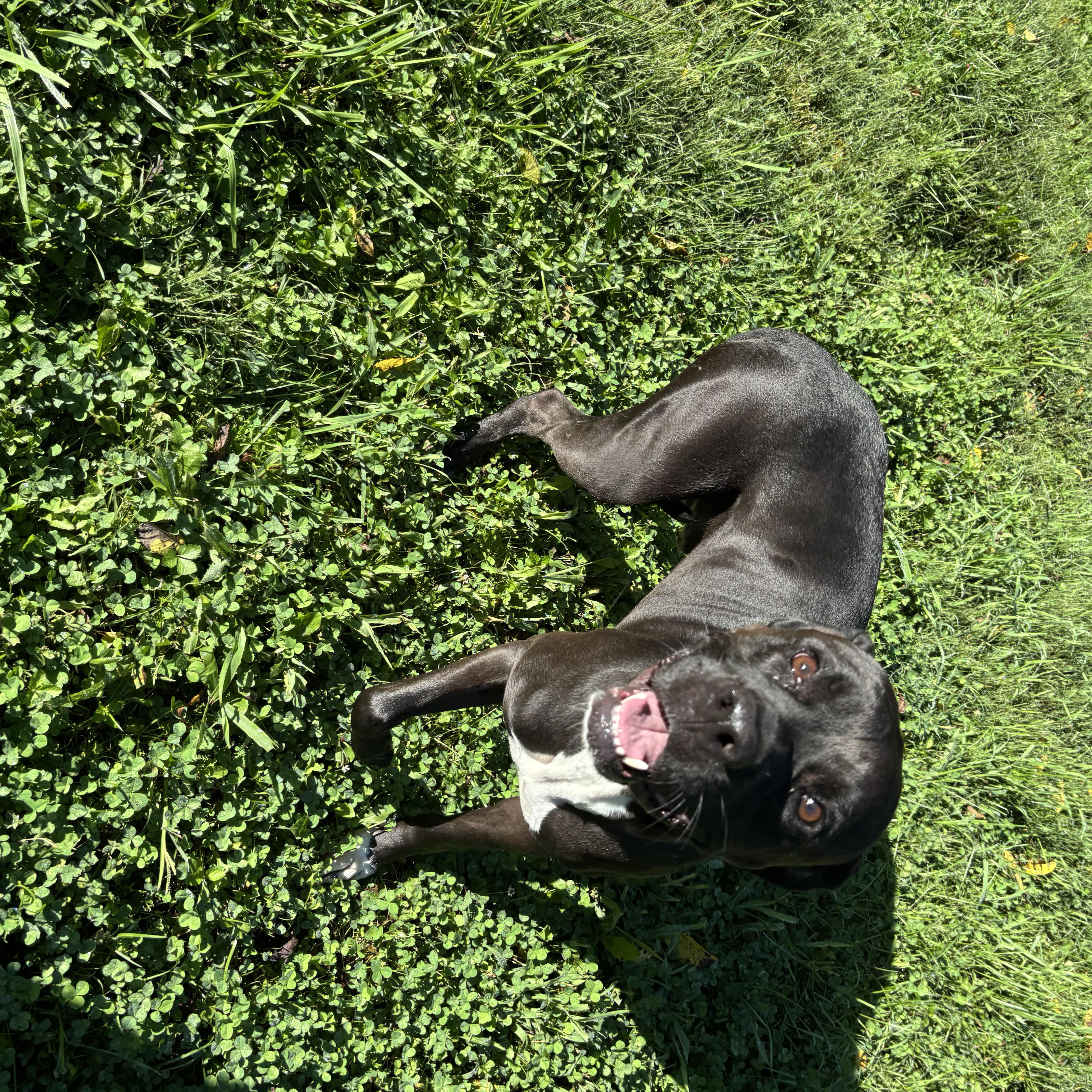 An adult medium-sized male Black Pit Bull Terrier dog named Joker for adoption in Circleville, OH