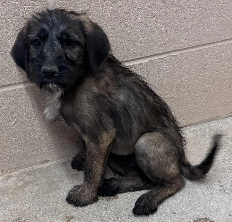 A baby medium-sized female White / Cream Poodle dog named Poppy for adoption in Watertown, CT