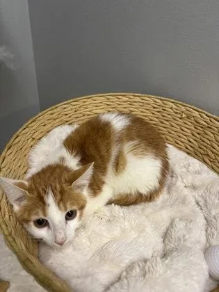 A baby small-sized male Domestic Short Hair cat named Ray for adoption in Cumming, GA