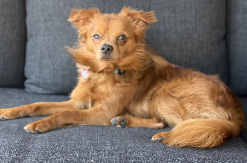 A baby small-sized male Papillon dog named Apricot for adoption in Palo Alto, CA