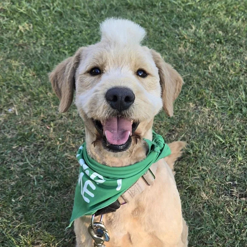 A young medium-sized male Yellow / Tan / Blond / Fawn Poodle dog named Pippin for adoption in Lenoir, NC