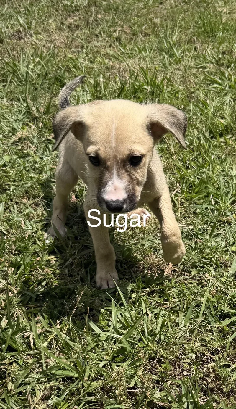 A baby medium-sized female Labrador Retriever dog named Sugar for adoption in Kiln, MS