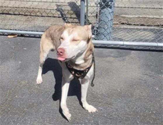 A young medium-sized male Siberian Husky dog named Cornflakes for adoption in Los Angeles, CA
