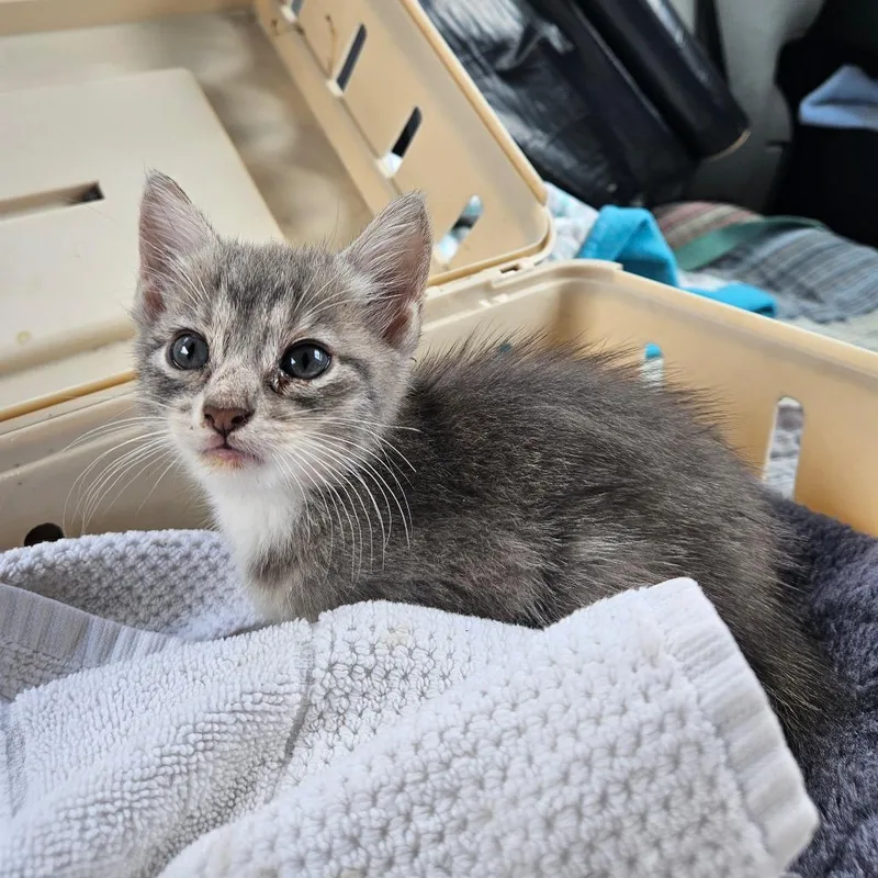 A baby small-sized female Domestic Medium Hair cat named Mouse for adoption in Lake Jackson, TX