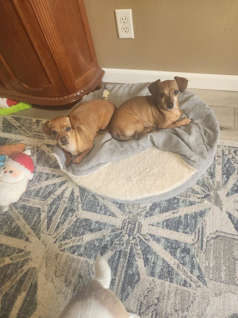 An adult small-sized female Yellow / Tan / Blond / Fawn Dachshund dog named Bean and Frank for adoption in Lima, OH