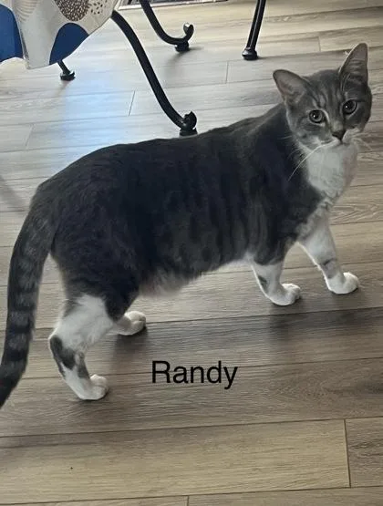 An adult small-sized male Domestic Short Hair cat named Randy for adoption in Fairfax, VA