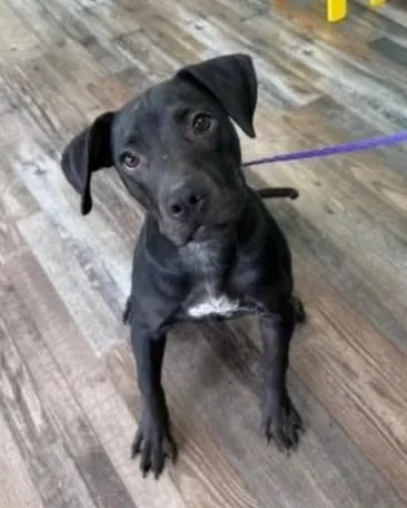 A young medium-sized female Black Terrier dog named Raven for adoption in Sparta, WI