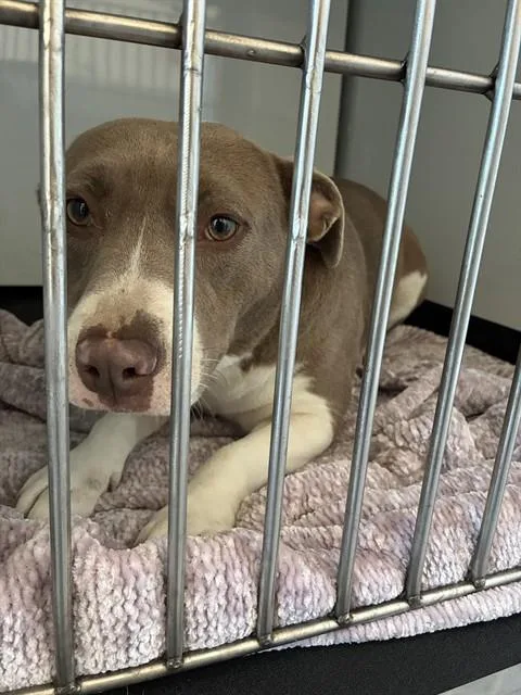 An adult medium-sized female Pit Bull Terrier dog named Paloma for adoption in San Jose, CA