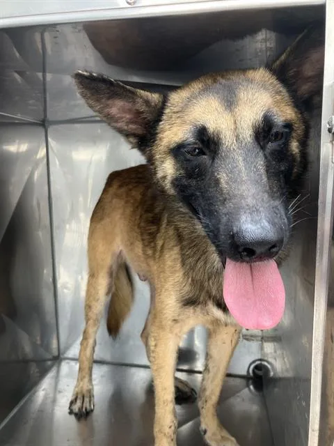 A young medium-sized male Mixed Breed dog named Saturn for adoption in Dallas, TX