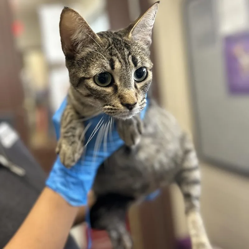 Delphine thumbnail 2