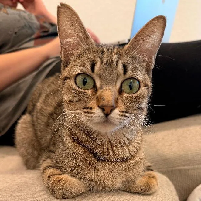 Delphine thumbnail 3