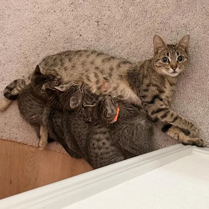 Delphine thumbnail 4