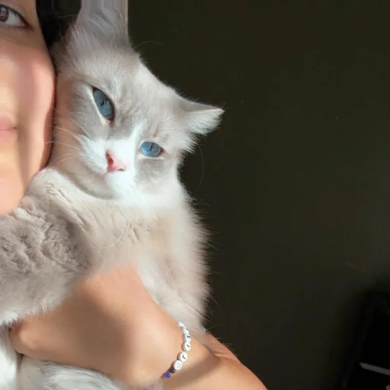 An adult small-sized male White Ragdoll cat named Little for adoption in Long Beach, CA