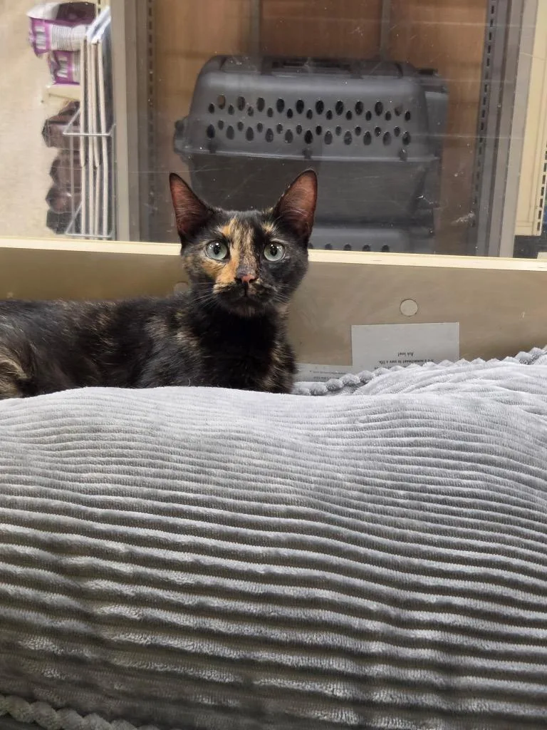 A young medium-sized female Domestic Short Hair cat named Chili for adoption in Tampa, FL