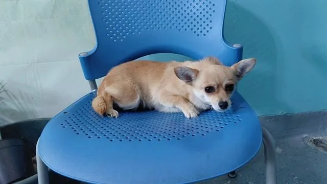 An adult small-sized female Chihuahua dog named Daisy for adoption in Baldwin Park, CA