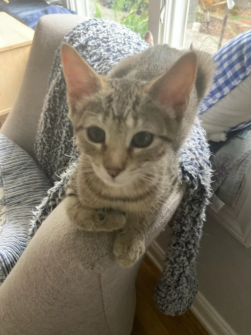 A young medium-sized female Domestic Short Hair cat named June for adoption in Philadelphia, PA