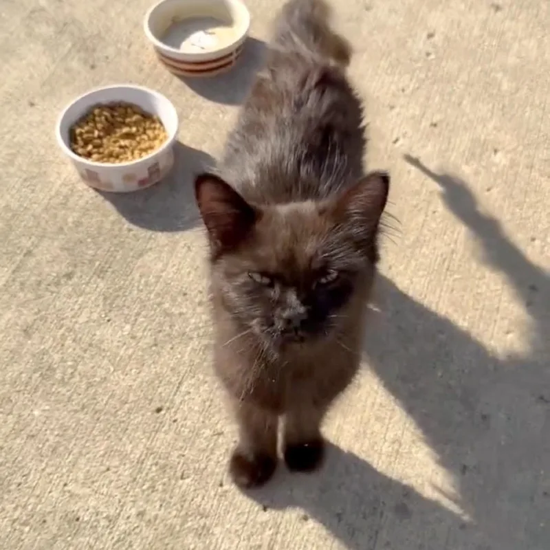 A young small-sized female Domestic Medium Hair cat named Miss Meowzy for adoption in Monroe, MI
