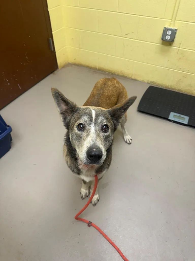 A young medium-sized male German Shepherd Dog dog named Captain Floof for adoption in Crossville, TN