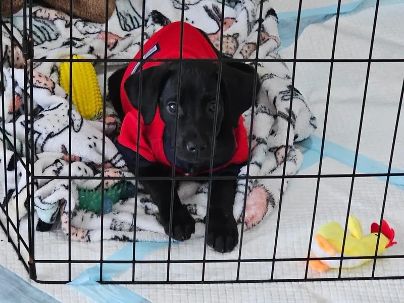 A baby medium-sized female Black Hound dog named Dahlia Grace for adoption in Lexington, KY