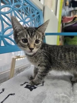 A baby small-sized female Domestic Short Hair cat named Yeti for adoption in Savannah, GA