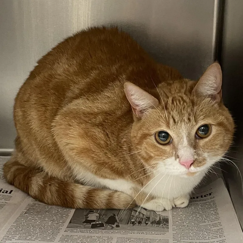 An adult large-sized male Domestic Short Hair cat named Pumkin for adoption in Corpus Christi, TX