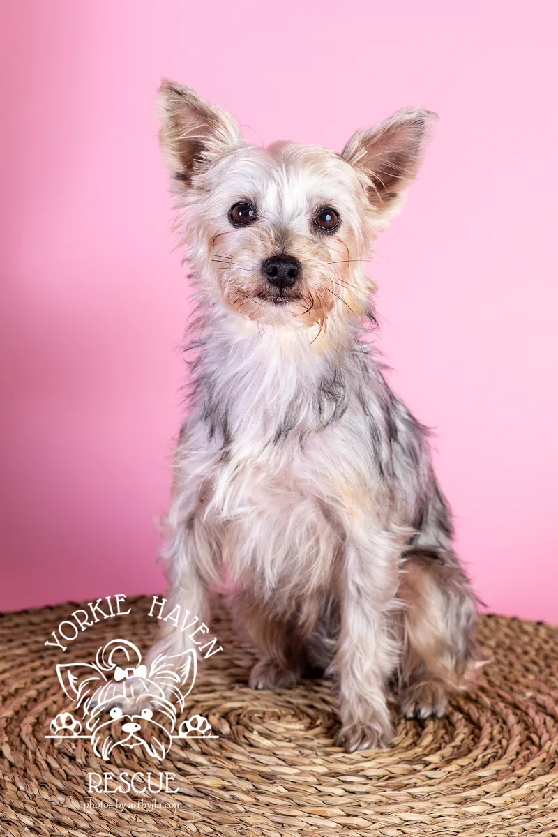 An adult small-sized female Bicolor Yorkshire Terrier dog named Emma for adoption in Baton Rouge, LA