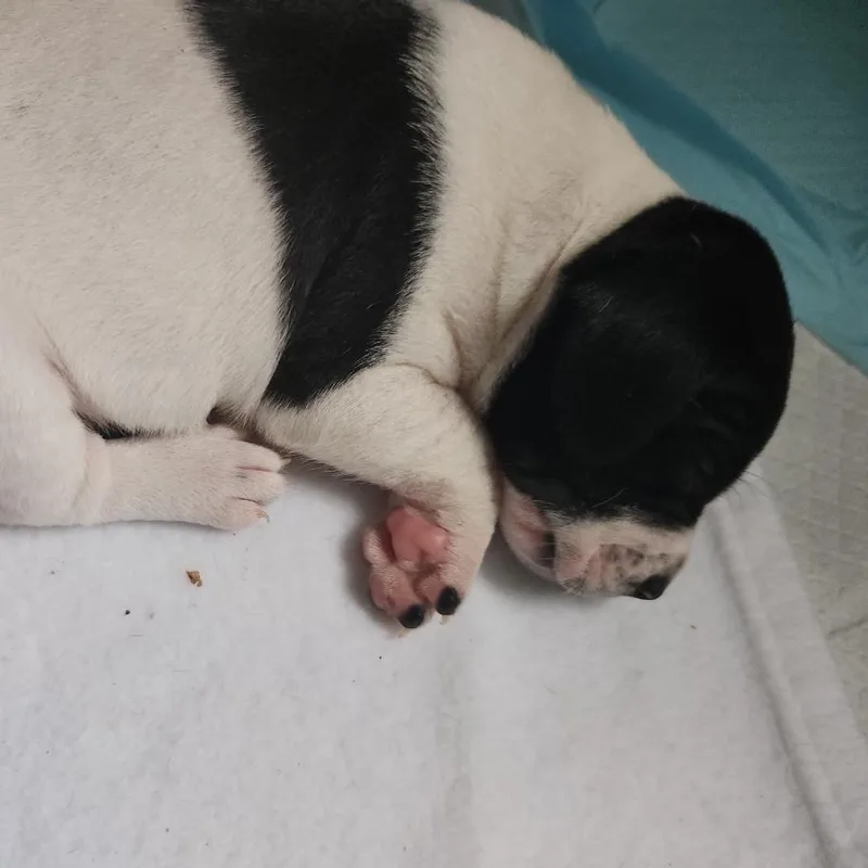 A baby small-sized male White / Cream Beagle dog named Firefly for adoption in Rockville, MD