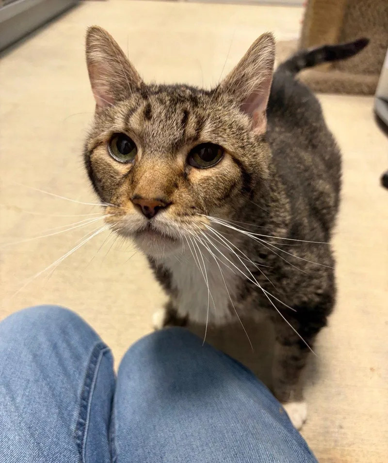 A senior large-sized male Tabby cat named Tiffin for adoption in Royal Palm Beach, FL