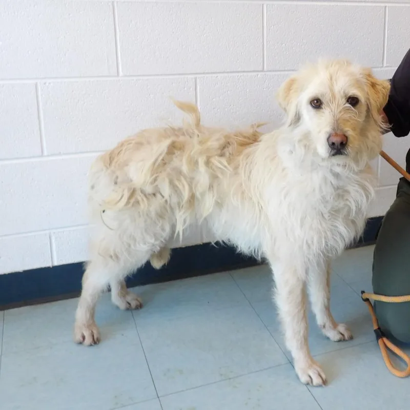 Starfire thumbnail 2