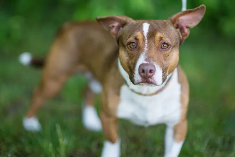 An adult medium-sized male Tricolor (Brown, Black, & White) American Staffordshire Terrier dog named Scooter for adoption in Kalamazoo, MI