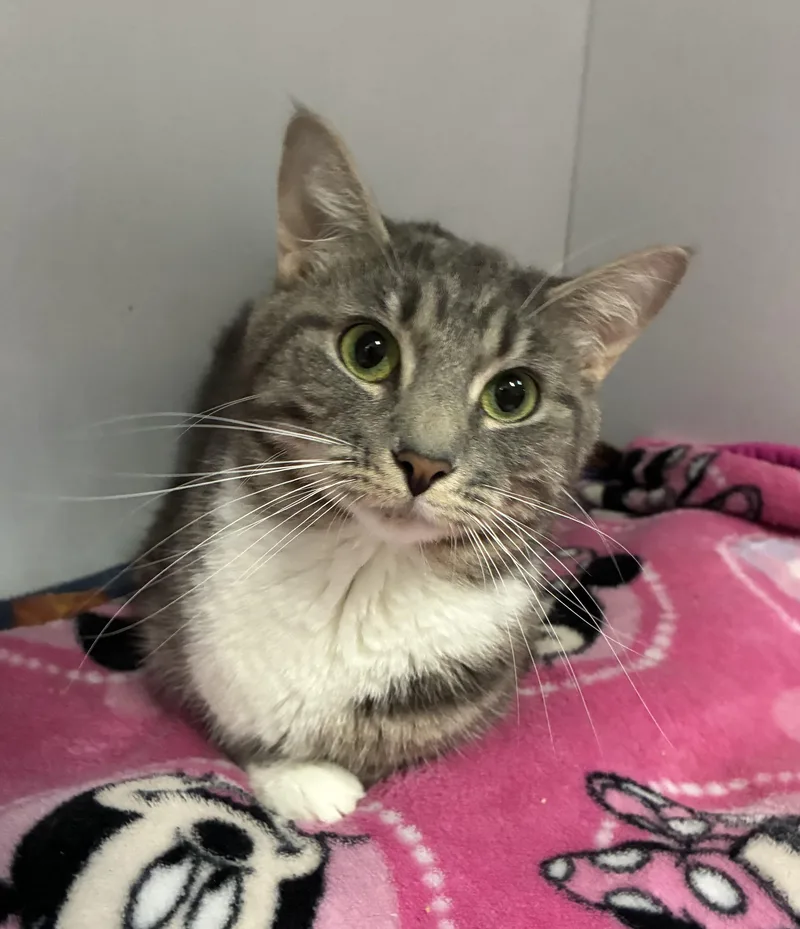 An adult medium-sized female Tabby (Tiger Striped) Domestic Short Hair cat named Cortina for adoption in Breinigsville, PA