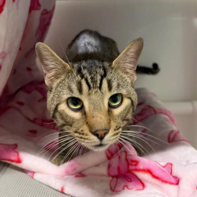 A senior medium-sized male Brown / Chocolate Domestic Short Hair cat named Baron for adoption in Tampa, FL