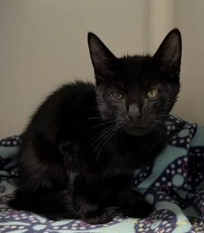 A baby small-sized female Domestic Short Hair cat named Sabbatical for adoption in West Chester, PA