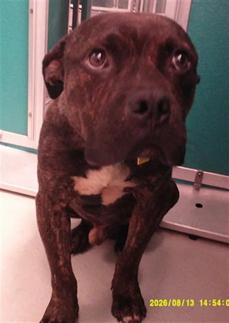 A young medium-sized male American Bulldog dog named Sparky for adoption in Oklahoma City, OK