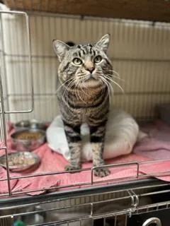 An adult medium-sized male Tabby cat named Rev for adoption in Page, AZ