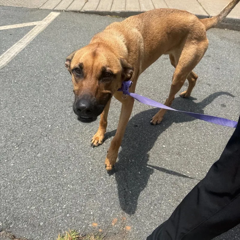 An adult large-sized male Brown / Chocolate Shepherd dog named Kobe for adoption in Winston-Salem, NC