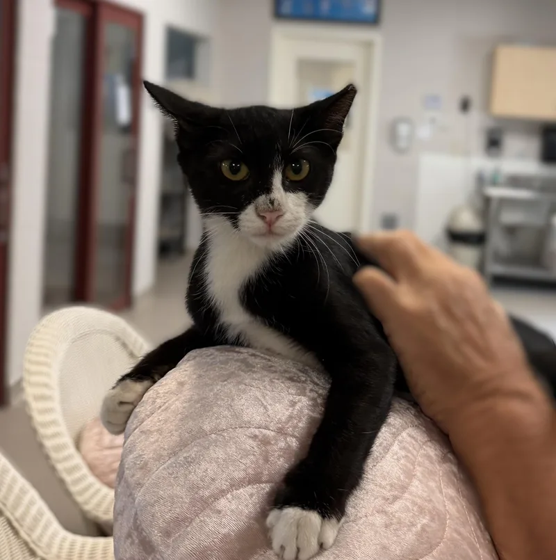 A baby medium-sized female Black & White / Tuxedo Domestic Short Hair cat named Little Debbie for adoption in Slidell, LA