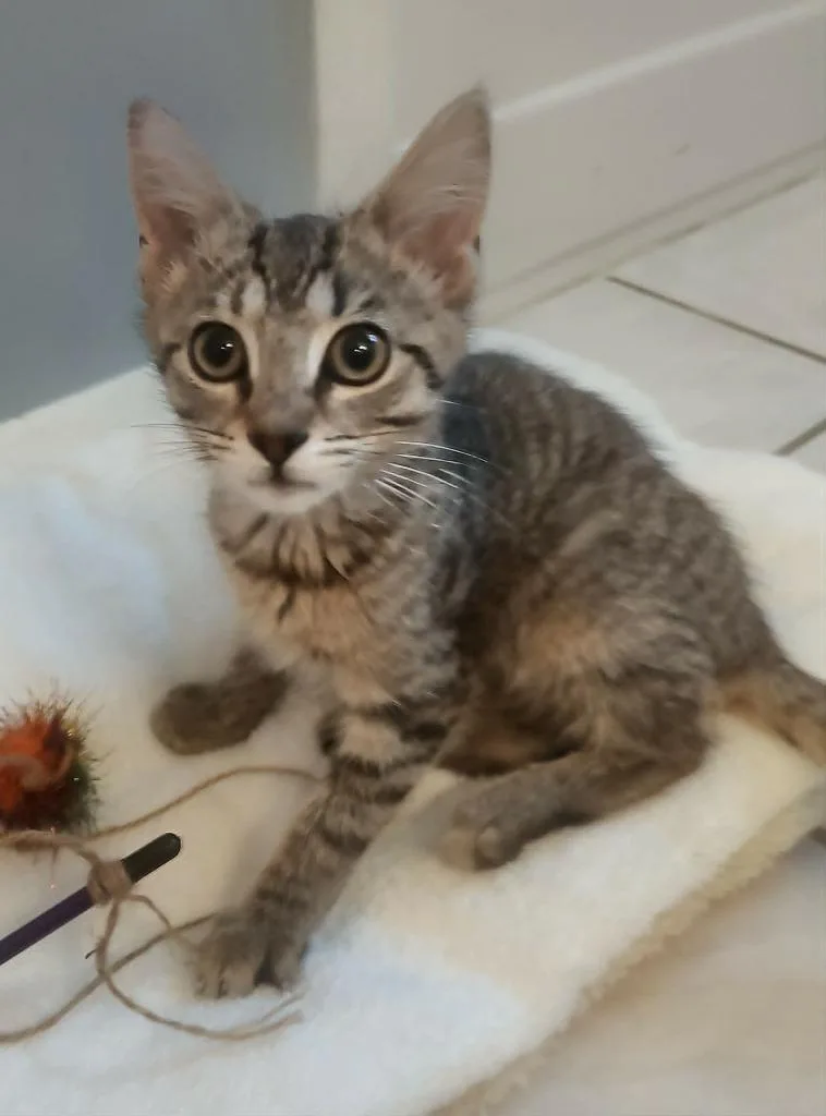 A baby medium-sized male Domestic Short Hair cat named Tigger for adoption in Wintersville, OH