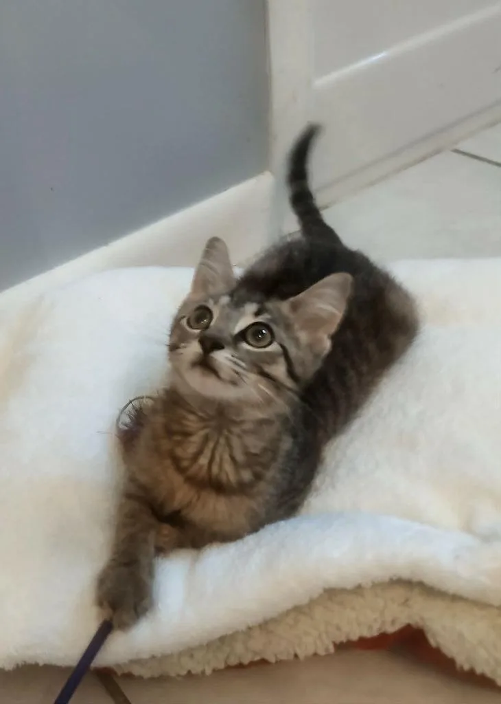 Tigger thumbnail 2