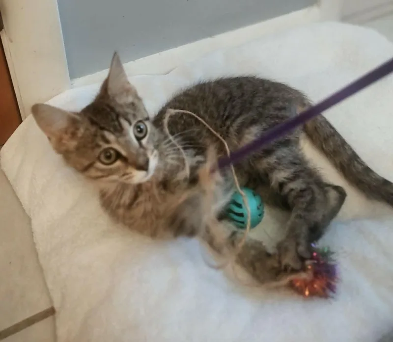 Tigger thumbnail 3