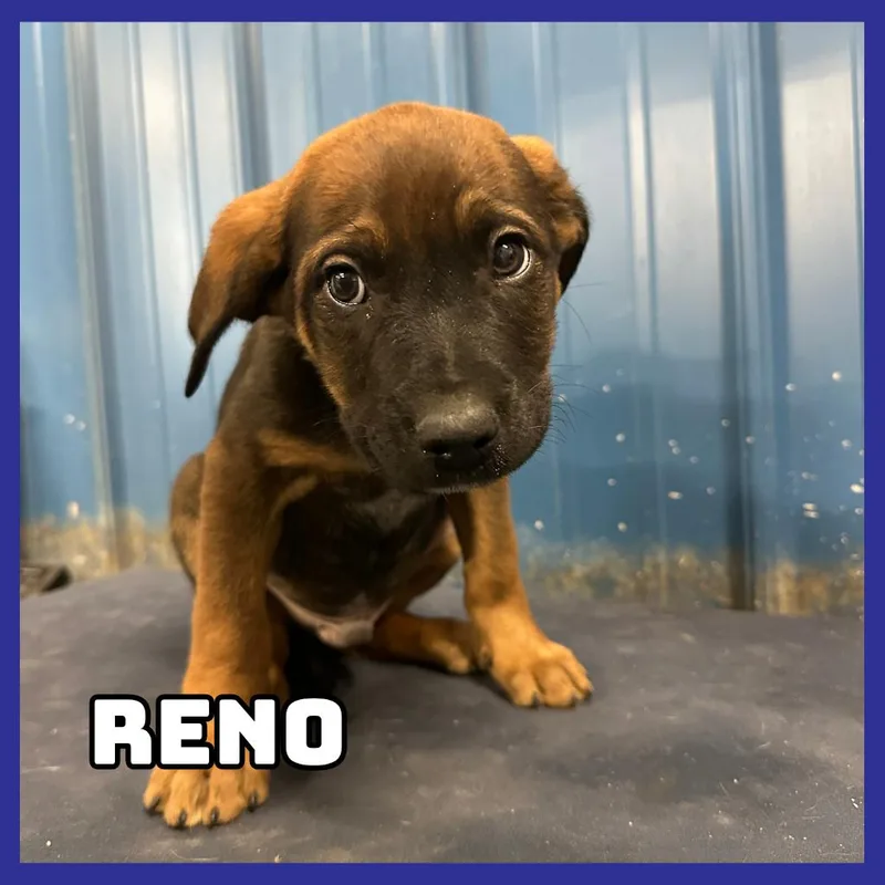 Reno