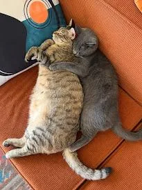 Blu & Rainbow Bonded